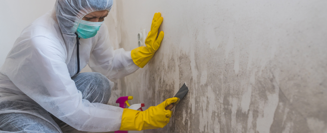 cleaner removes mould from wall